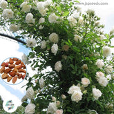 50 Heirloom White Climbing Rose Rosa Multiflora Perennial Fragrant flower Bonsai Garden Seeds